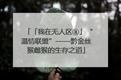 「我在无人区⑧」“温情联盟”——黔金丝猴雌猴的生存之道