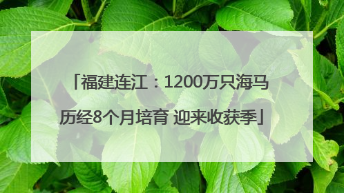 福建连江：1200万只海马历经8个月培育 迎来收获季