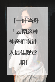 一叶当舟！云南这种神奇植物进入最佳观赏期