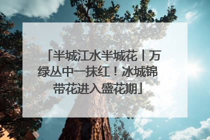 半城江水半城花丨万绿丛中一抹红！冰城锦带花进入盛花期