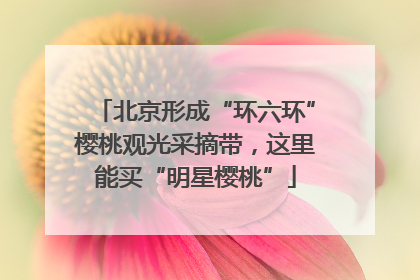 北京形成“环六环”樱桃观光采摘带，这里能买“明星樱桃”