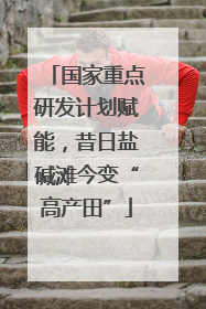 国家重点研发计划赋能，昔日盐碱滩今变“高产田”