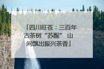 四川旺苍：三百年古茶树“苏醒” 山间飘出振兴茶香