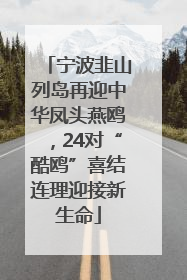 宁波韭山列岛再迎中华凤头燕鸥，24对“酷鸥”喜结连理迎接新生命