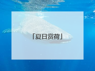 夏日赏荷