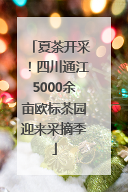 夏茶开采！四川通江5000余亩欧标茶园迎来采摘季