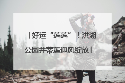 好运“莲莲”！洪湖公园并蒂莲迎风绽放