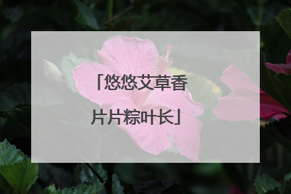悠悠艾草香 片片粽叶长
