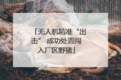 无人机精准“出击” 成功处置闯入厂区野猪
