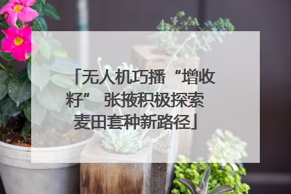 无人机巧播“增收籽” 张掖积极探索麦田套种新路径