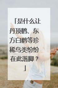 是什么让丹顶鹤、东方白鹳等珍稀鸟类纷纷在此落脚？