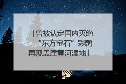 曾被认定国内灭绝，“东方宝石”彩鹮再现孟津黄河湿地