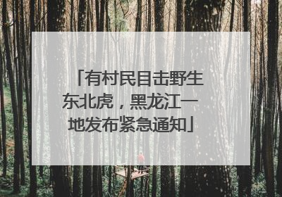 有村民目击野生东北虎，黑龙江一地发布紧急通知