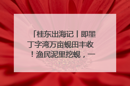 桂东出海记丨即墨丁字湾万亩蚬田丰收！渔民泥里挖蚬，一天上岸过千斤