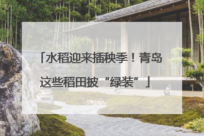 水稻迎来插秧季！青岛这些稻田披“绿装”
