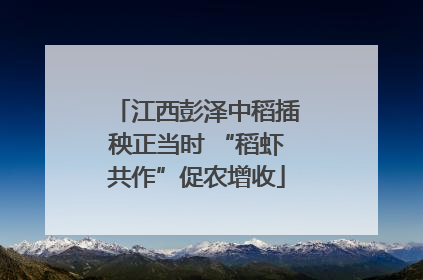 江西彭泽中稻插秧正当时 “稻虾共作”促农增收