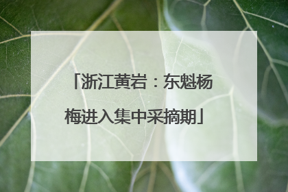 浙江黄岩：东魁杨梅进入集中采摘期