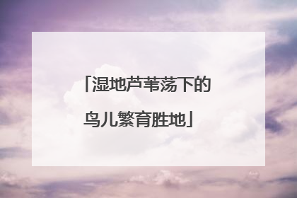 湿地芦苇荡下的鸟儿繁育胜地