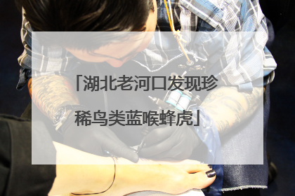湖北老河口发现珍稀鸟类蓝喉蜂虎