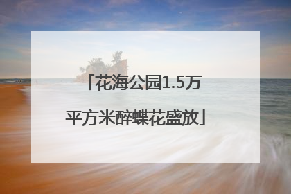 花海公园1.5万平方米醉蝶花盛放