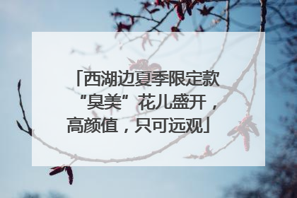 西湖边夏季限定款“臭美”花儿盛开，高颜值，只可远观