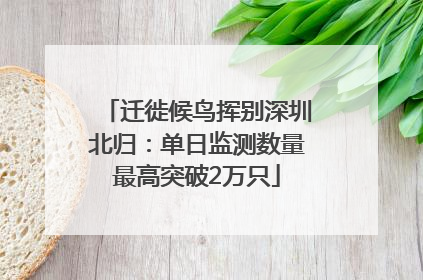 迁徙候鸟挥别深圳北归：单日监测数量最高突破2万只