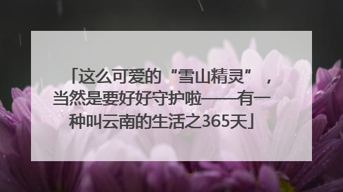 这么可爱的“雪山精灵”，当然是要好好守护啦——有一种叫云南的生活之365天