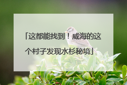 这都能找到！威海的这个村子发现水杉秘境