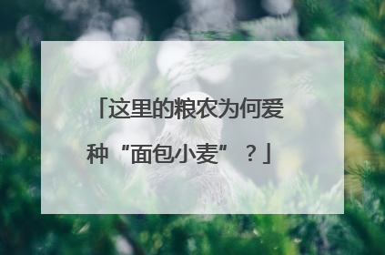 这里的粮农为何爱种“面包小麦”？