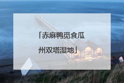 赤麻鸭觅食瓜州双塔湿地