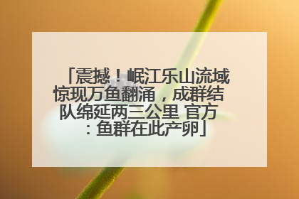 震撼！岷江乐山流域惊现万鱼翻涌，成群结队绵延两三公里 官方：鱼群在此产卵