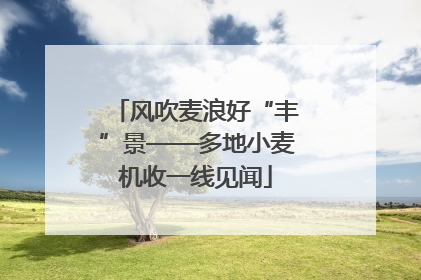 风吹麦浪好“丰”景——多地小麦机收一线见闻
