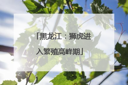 黑龙江：狮虎进入繁殖高峰期